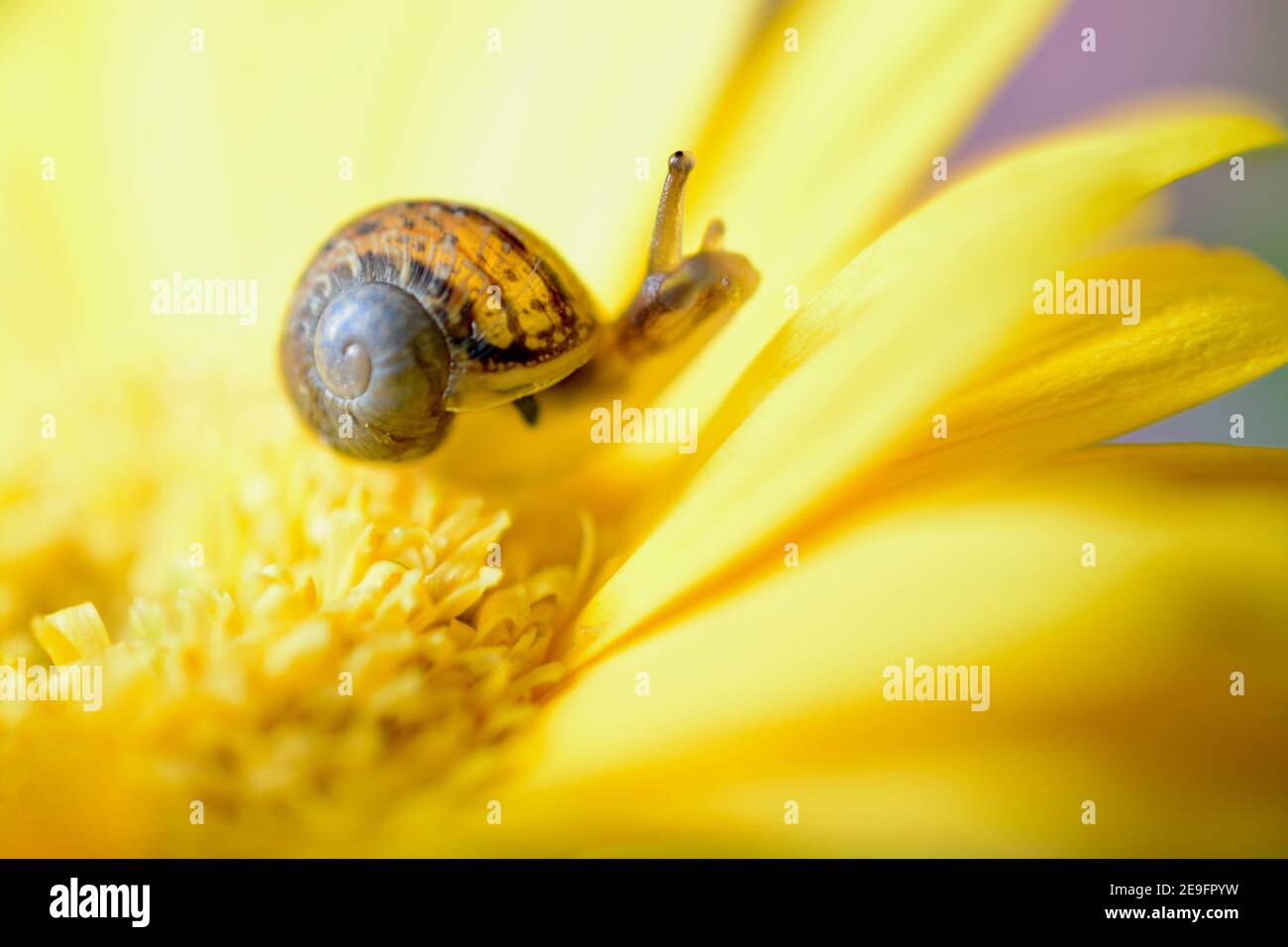 Baby Garden Snail High Resolution Stock Photography And Images Alamy