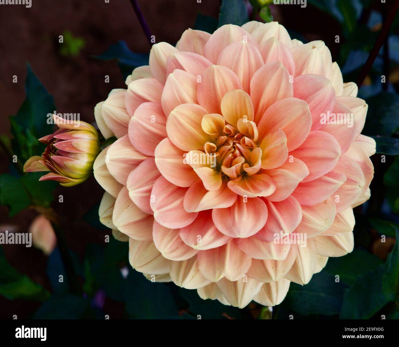 My Forever dahlia captured at Swan Island Dahlias in Canby, Oregon, USA Stock Photo