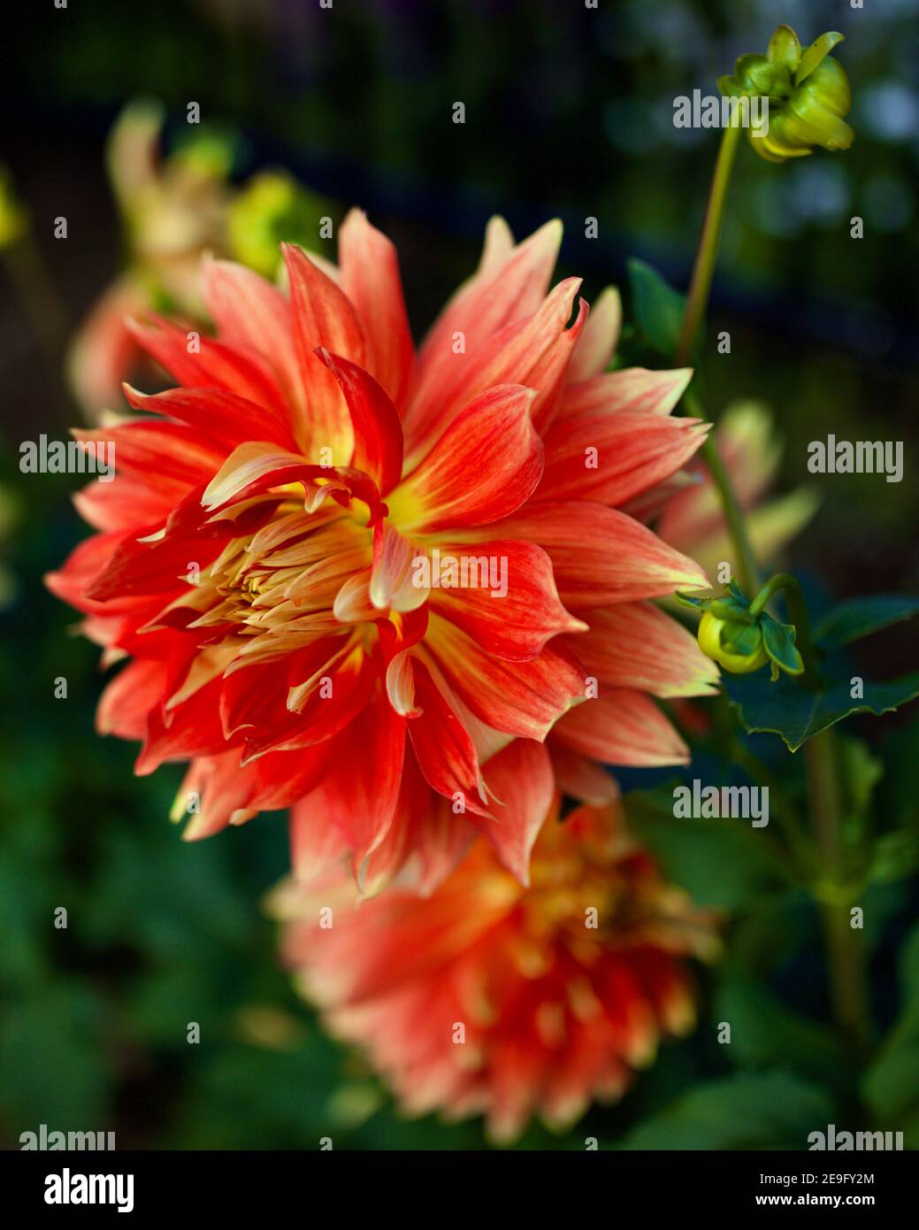 OMG dahlia captured at Swan Island Dahlias in Canby, Oregon, USA Stock Photo