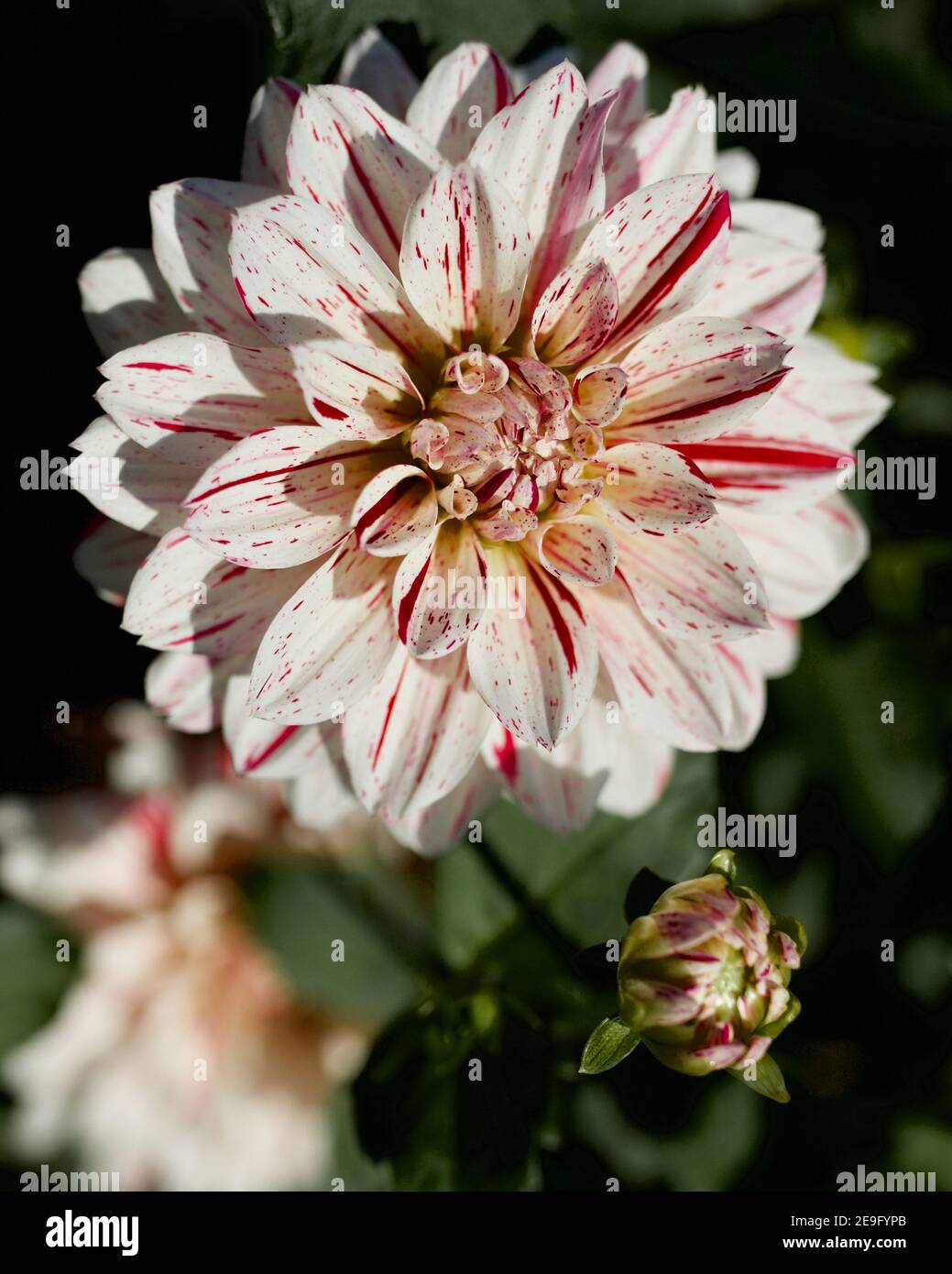 Picasso dahlia captured at Swan Island Dahlias in Canby, Oregon, USA Stock Photo