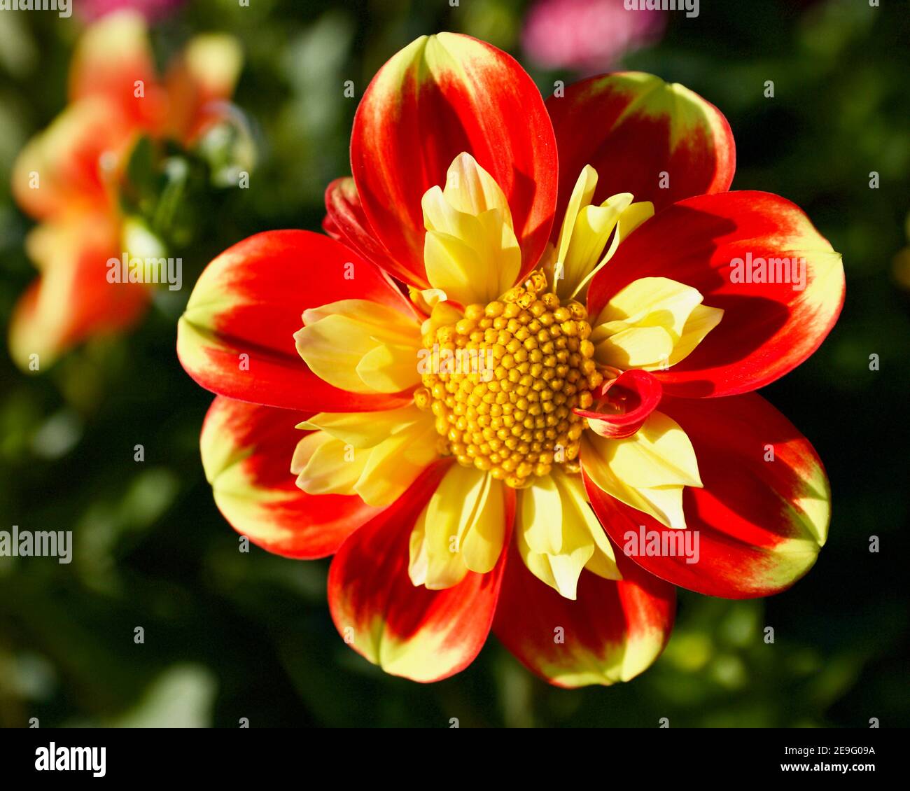 Pooh dahlia captured at Swan Island Dahlias in Canby, Oregon, USA Stock Photo