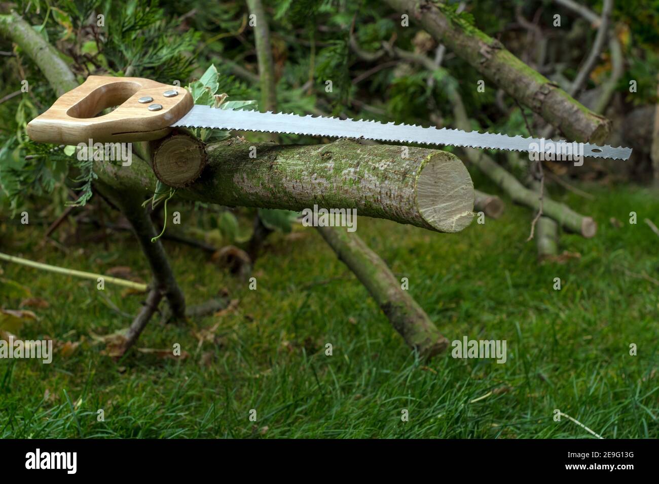 Saw on a cut tree branch in a green garden Stock Photo Alamy