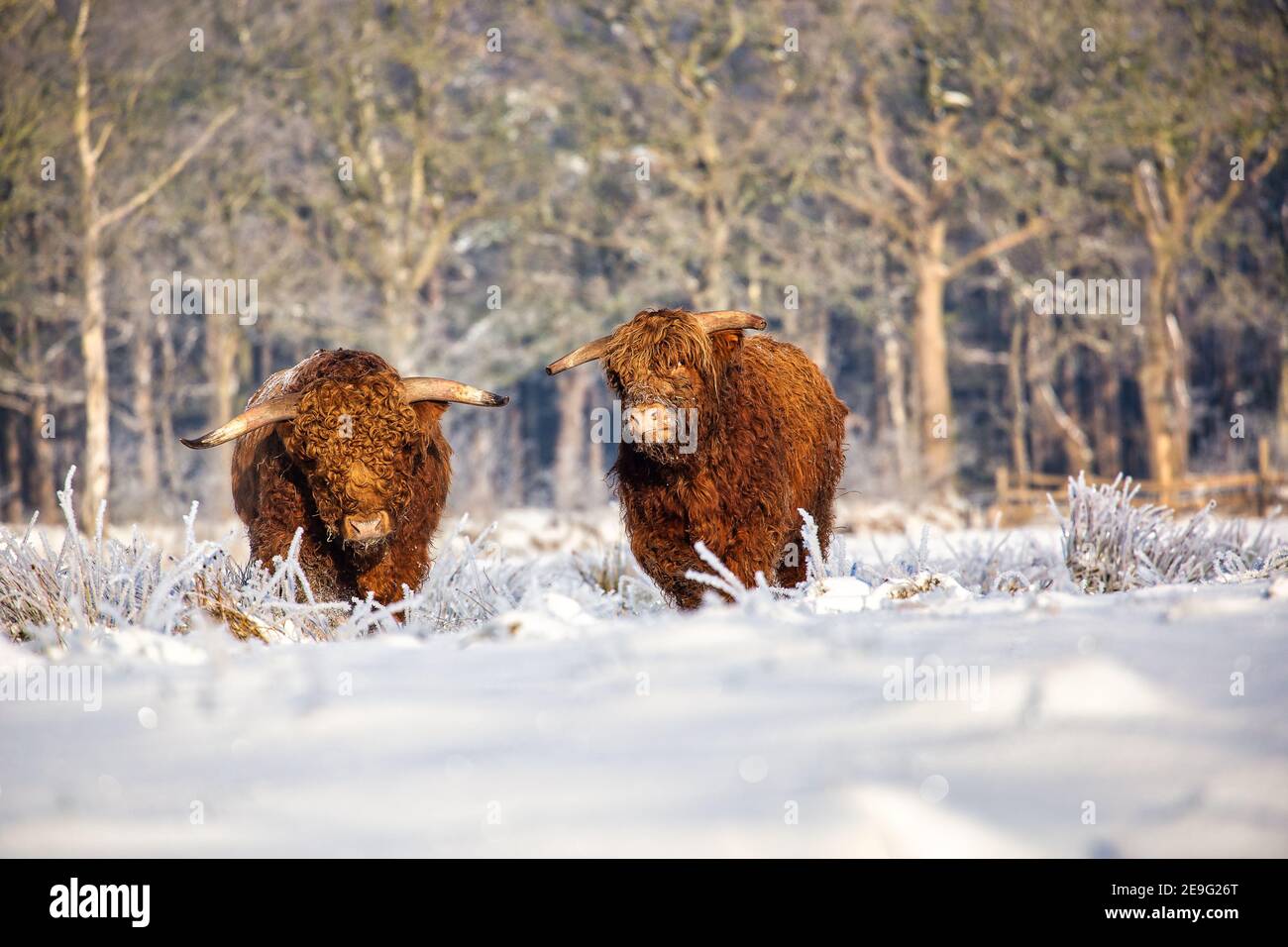 Highland cattle on a snow covered meadow in Eastfrisa Stock Photo