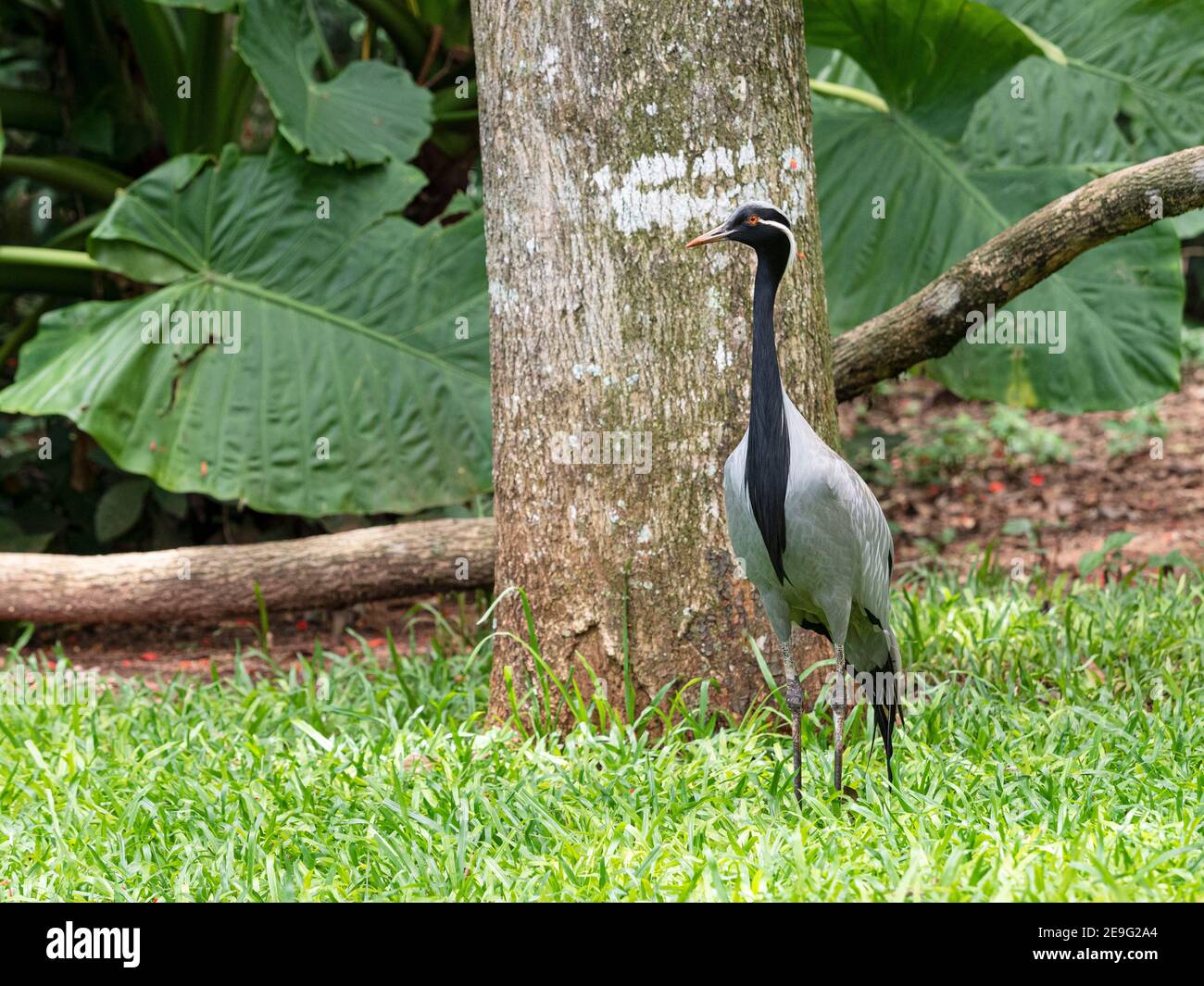 Captive demoiselle crane, Grus virgo, Parque das Aves, Foz do Iguaçu, Paraná State, Brazil. Stock Photo