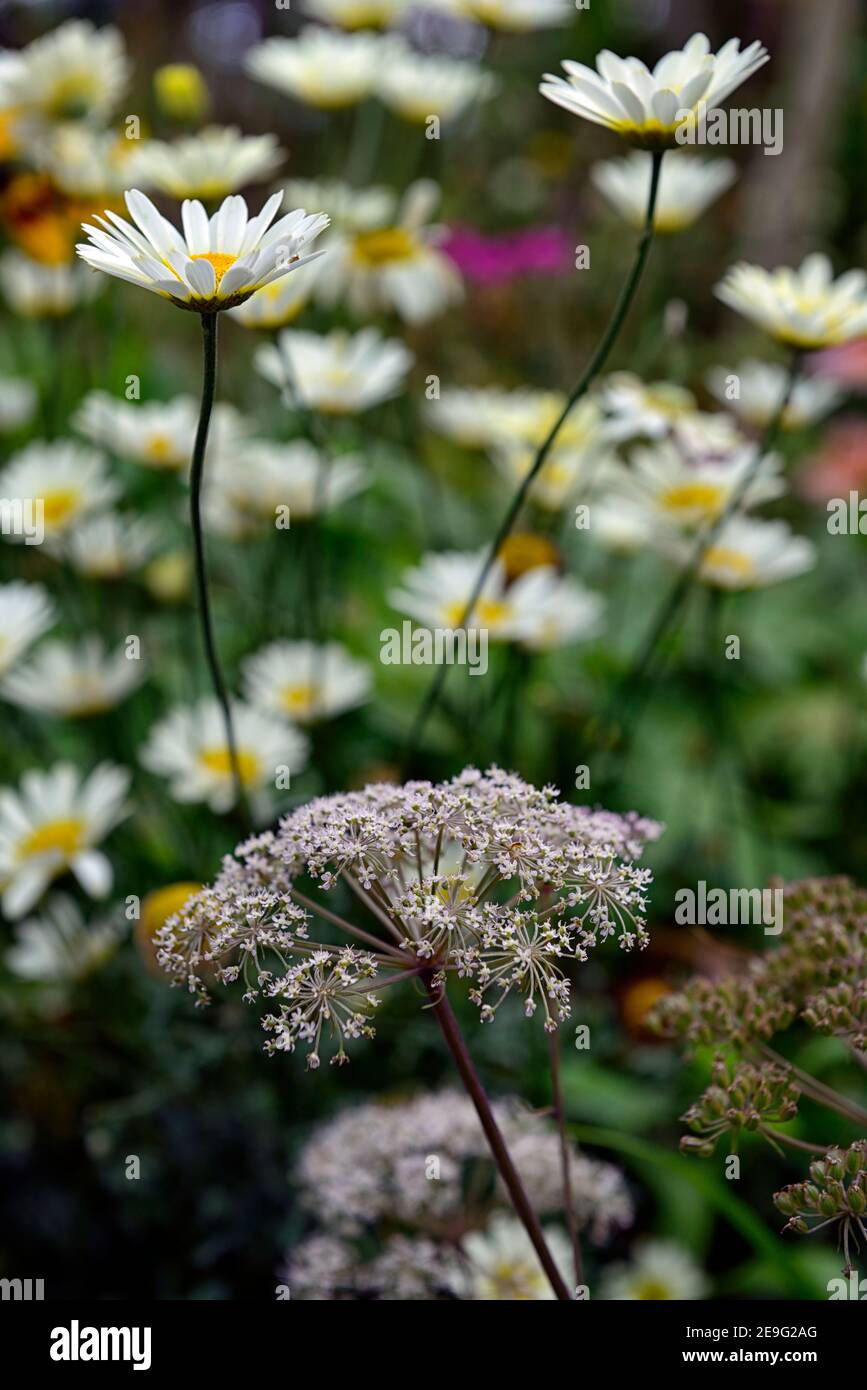 Anthemis tinctoria,dyer's chamomile,white daisies,creamy white daisies,daisy,Anthriscus sylvestris Ravenswing,daisies and cow parsley,mixed planting,m Stock Photo