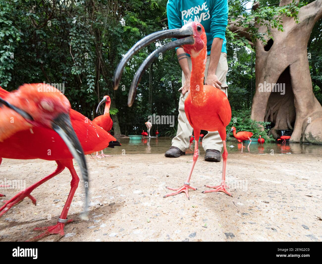 Captive scarlet ibis, Eudocimus ruber, Parque das Aves, Foz do Iguaçu, Paraná State, Brazil. Stock Photo