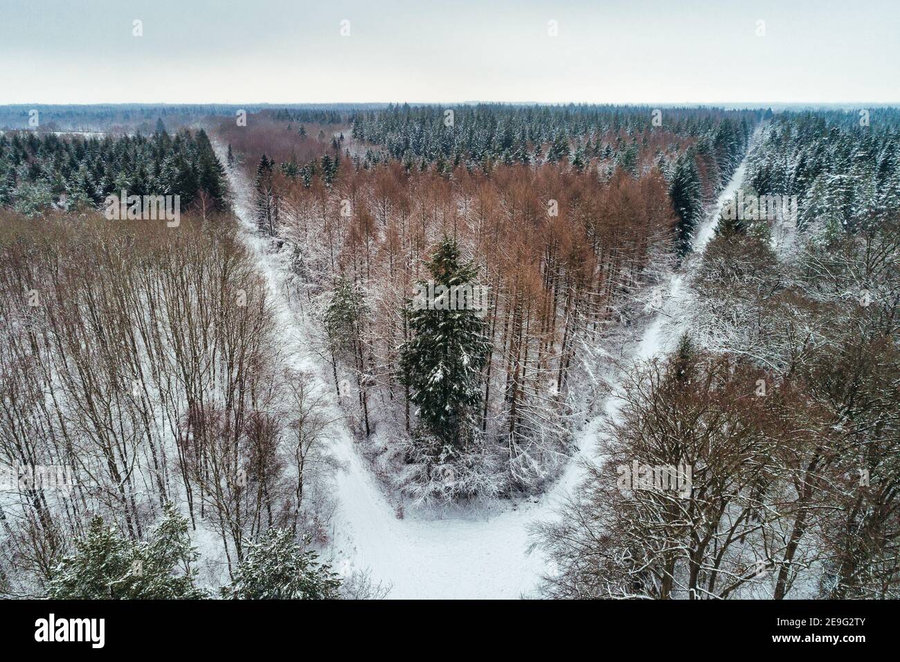 The forest lokally known as Hopelser Wald covered in snow Stock Photo