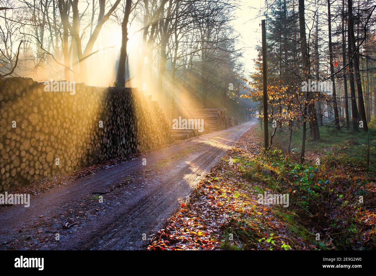 Morning mood in a forest between Friedeburg and Wittmund Stock Photo