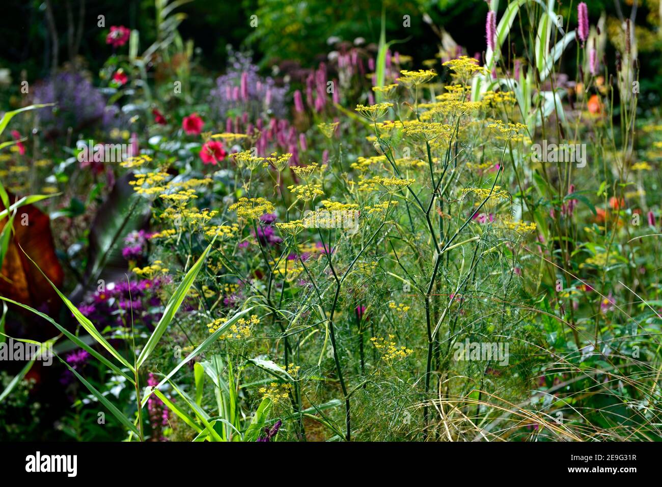 foeniculum vulgare purpureum,purple fennel,bronze fennel,bed,border