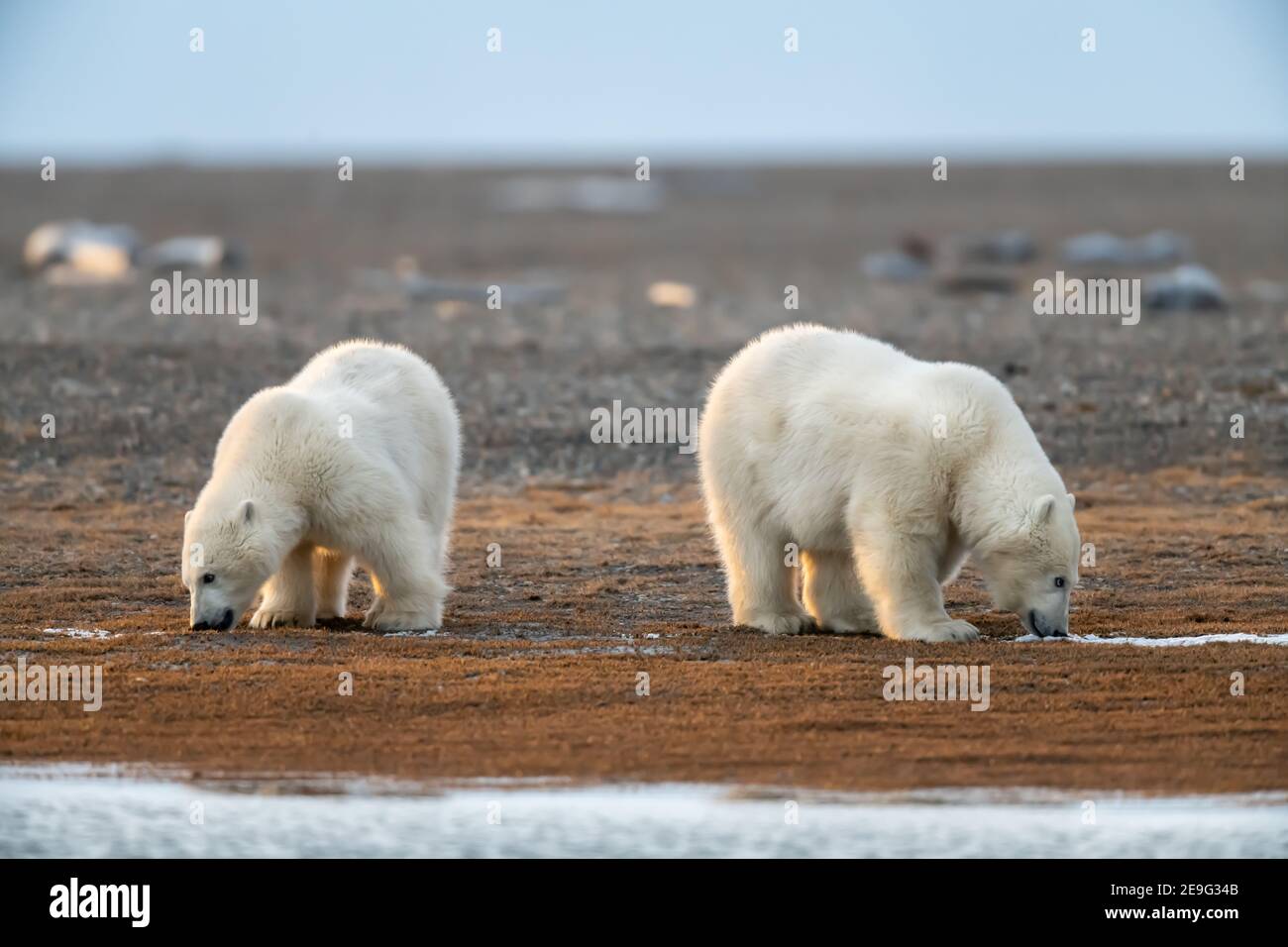 Polar bear (Ursus maritimus) in the Arctic Circle of Kaktovik, Alaska