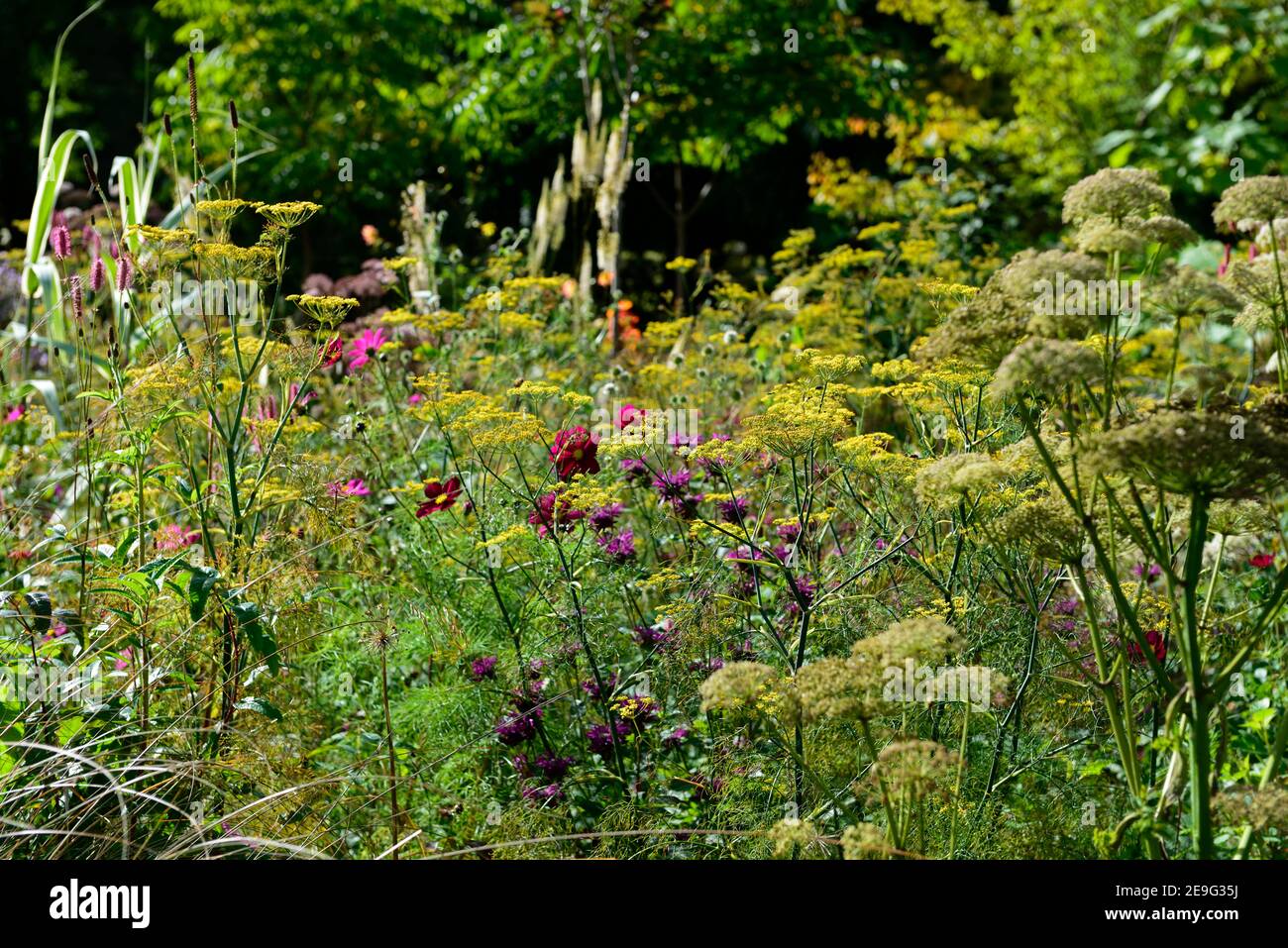 foeniculum vulgare purpureum,purple fennel,bronze fennel,bed,border,foliage,leaves,mixed bed