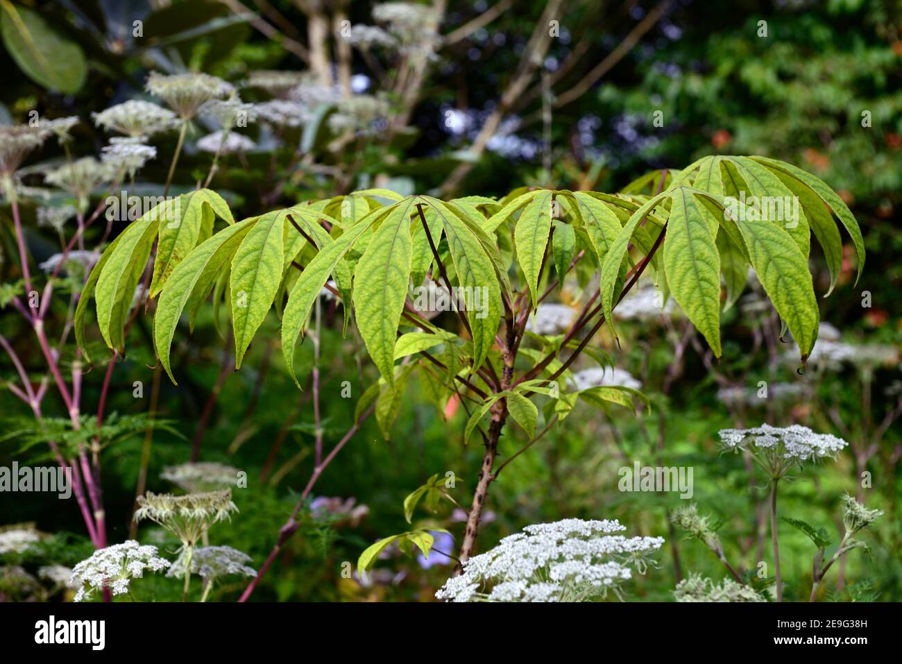 Kalopanax septemlobus maximowiczii,tree aralia,leaves,foliage,tree,trees,Araliaceae,deciduous,RM Floral Stock Photo