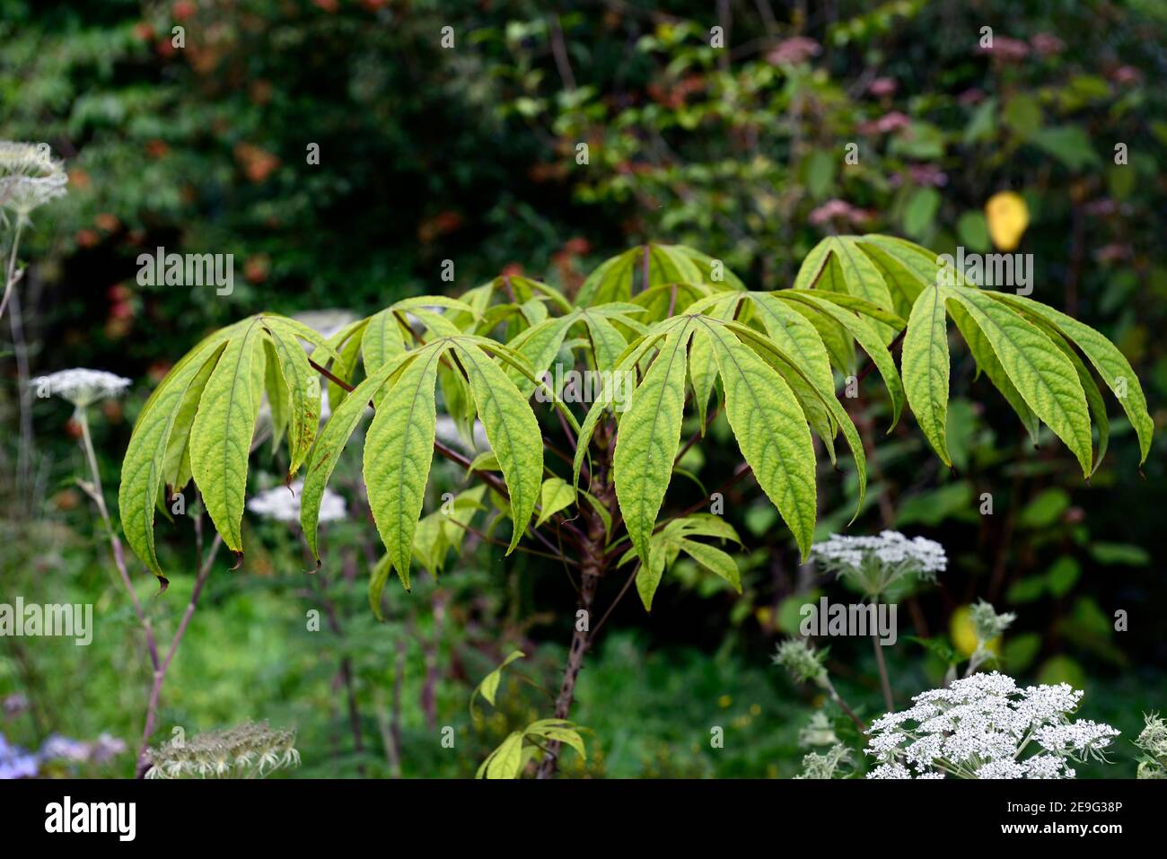 Kalopanax septemlobus maximowiczii hires stock photography and images