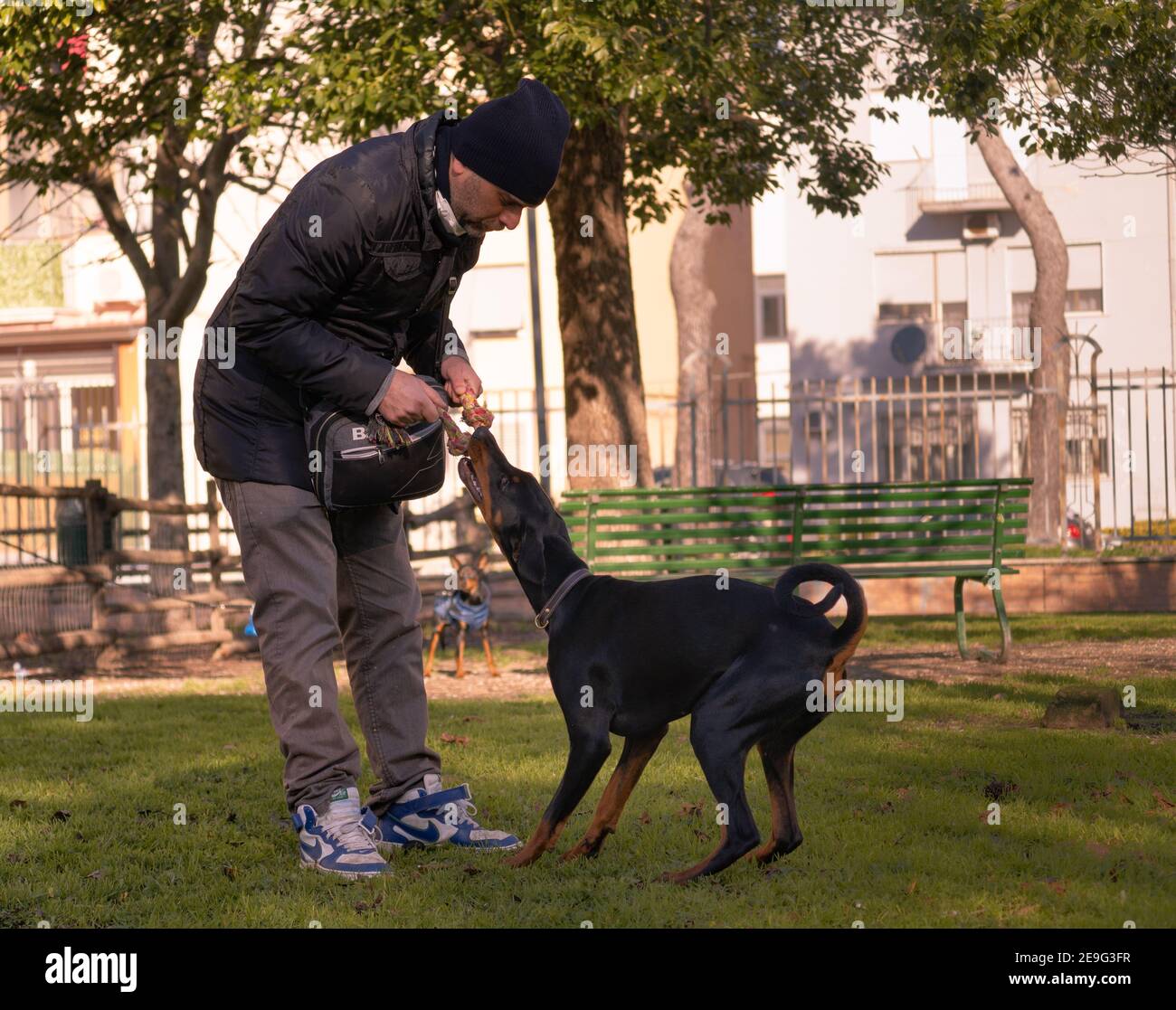 SANTA MARIA CAPUA VETERE, ITALY - Feb 03, 2021: Caserta, Italy, February 03th 2021, Dog trainer playing with his pet in the park Stock Photo
