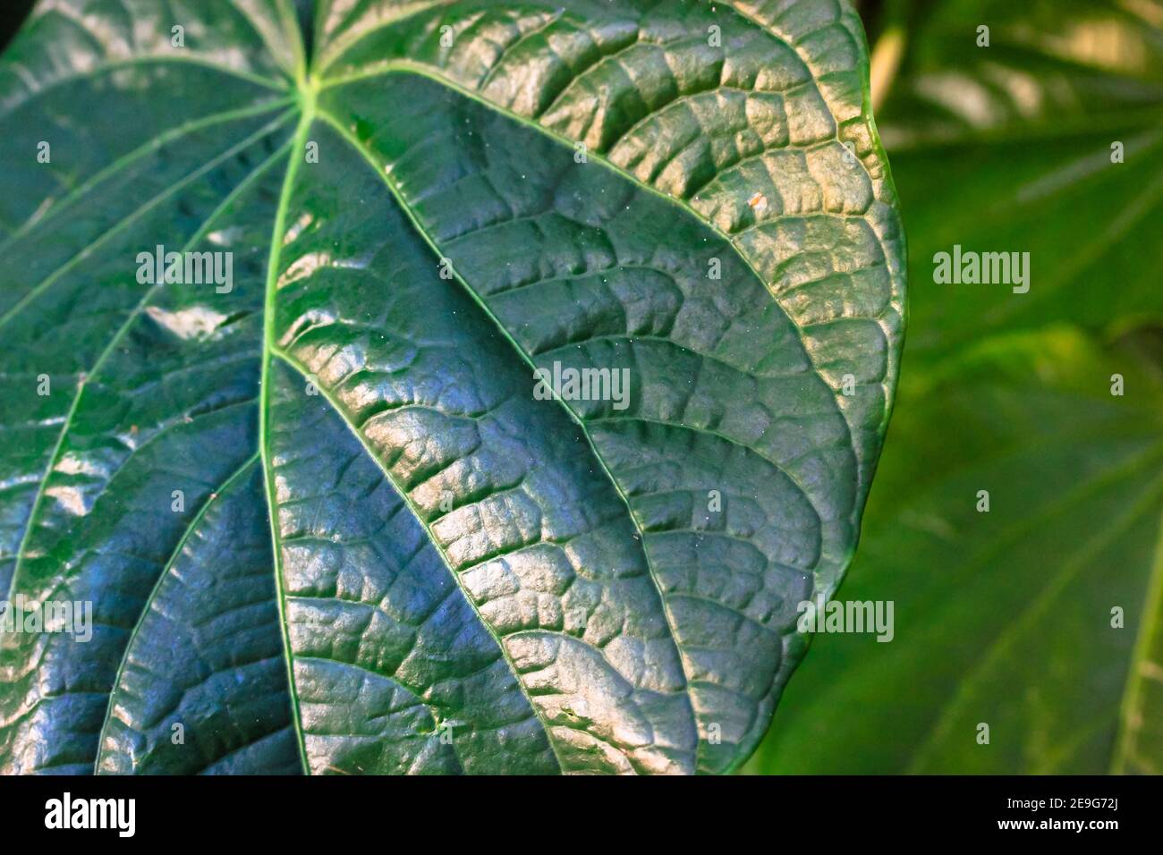 Pattern and texture of tropical leaves close-up. Large leaf, nature background. Jungle, botanical garden or greenhouse. Plant care. High quality photo Stock Photo