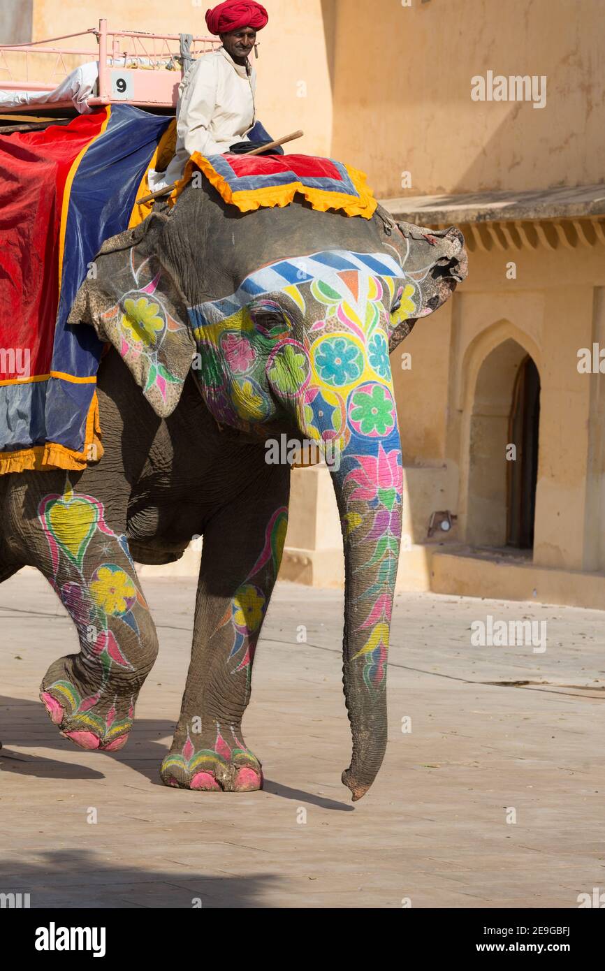 India Jaipur Mahout Riding Elephant to Take Up Visitors To The Amber ...