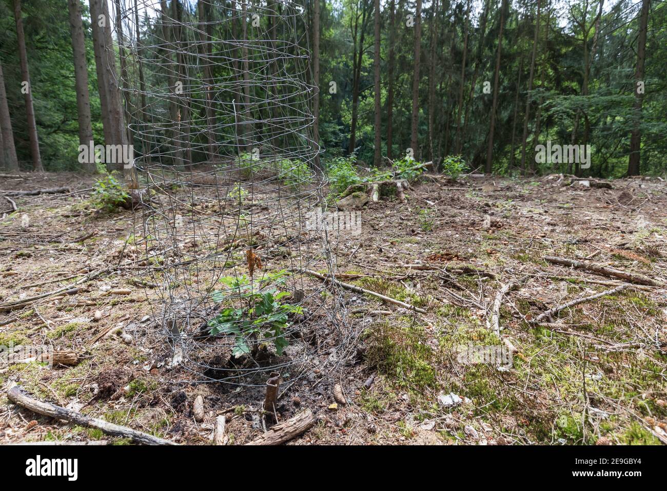 newly planted oak tree with protection from animals Stock Photo