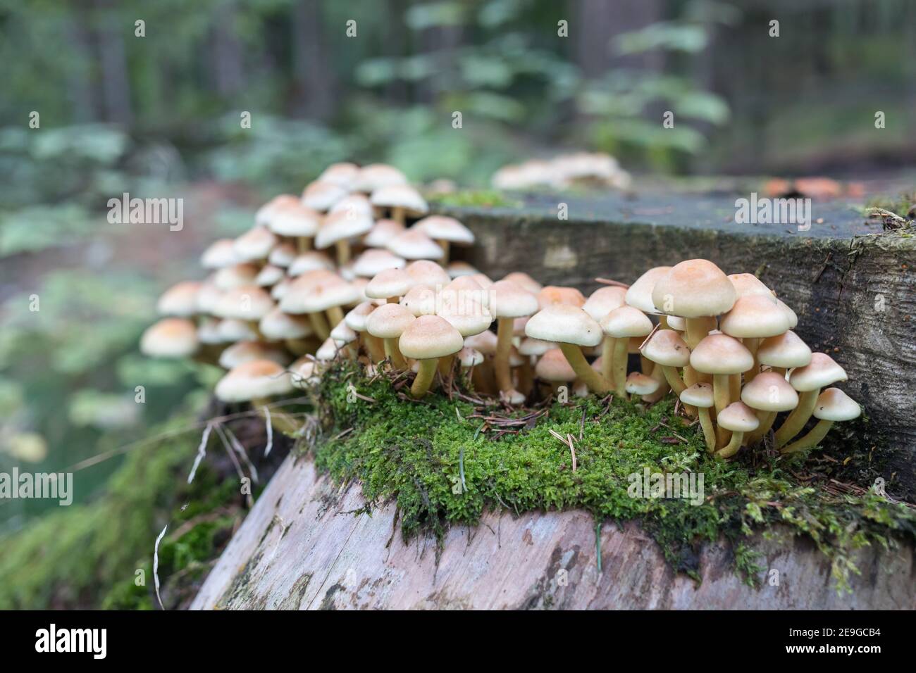 small mushrooms on a tree stump Stock Photo