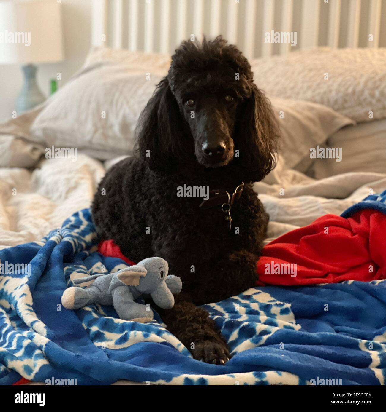 Toy poodle on blanket hires stock photography and images Alamy