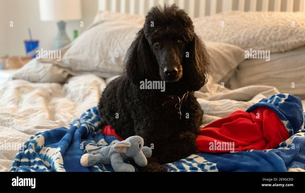 A black standard poodle laying on a bed with his toy and blanket Stock