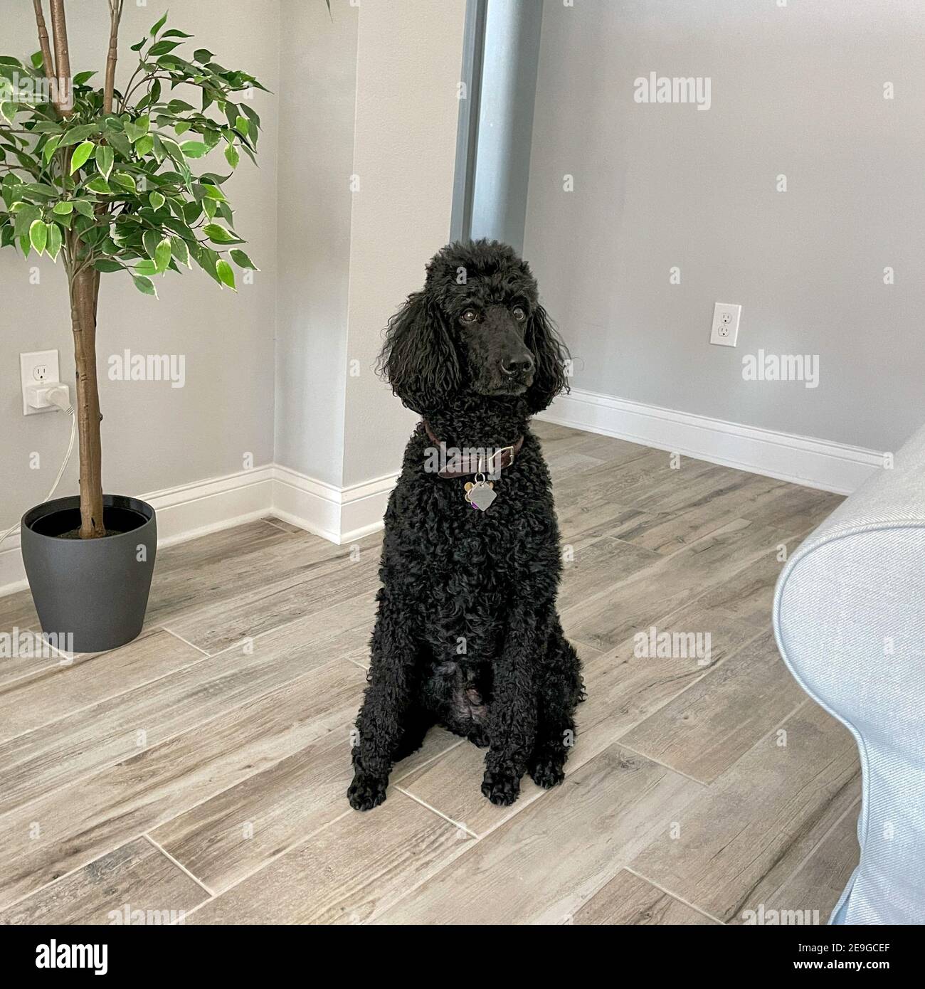 A black standard poodle sitting in a living room Stock Photo Alamy