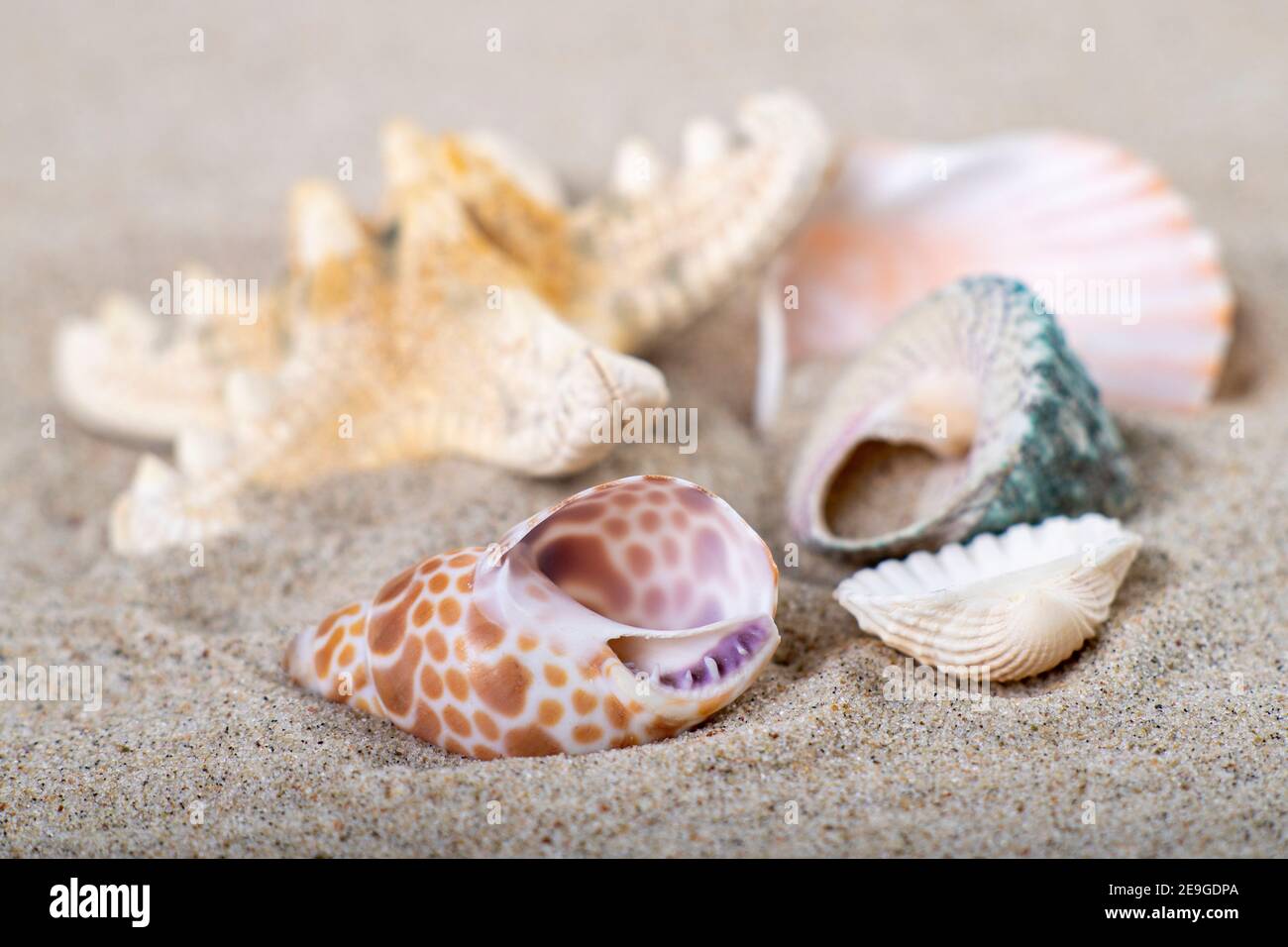 Shells stacked on sea sand. Fossils of marine animals on the beach. Summer season. Stock Photo