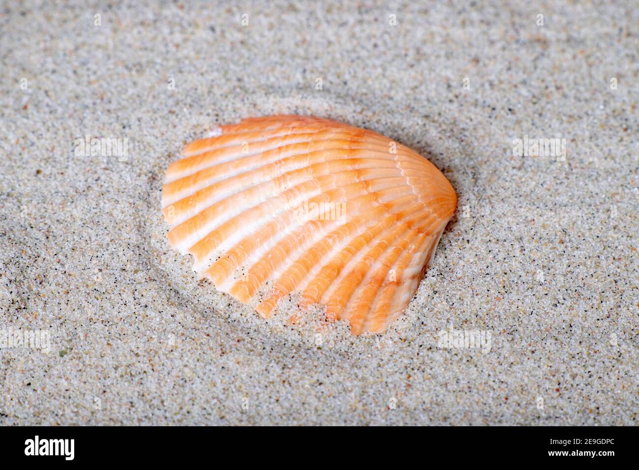 A seashell lying on the sea sand. Fossils of marine animals on the beach. Summer season. Stock Photo