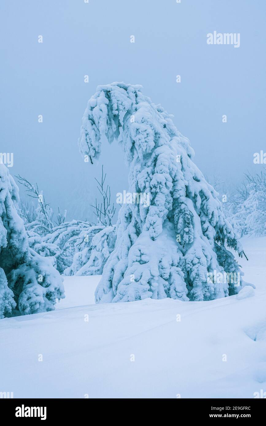 Snow load on tree hi-res stock photography and images - Alamy