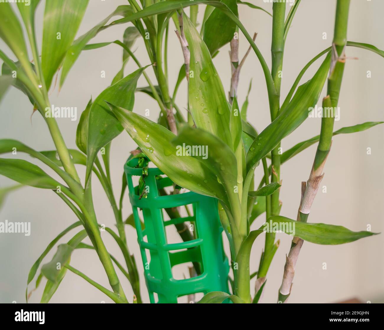 Lucky bamboo Dracaena sanderiana. With a new vigorous growth how to take care of bamboo