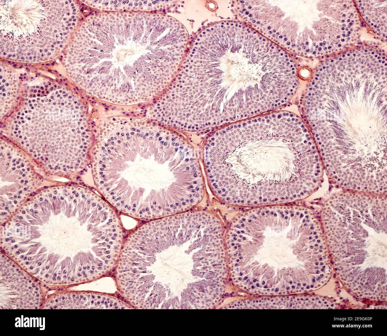Testicle stained with the Mallory’s phosphotungstic hematoxylin. This method highlights the meiotic primary spermatocytes of the germinal epithelium. Stock Photo