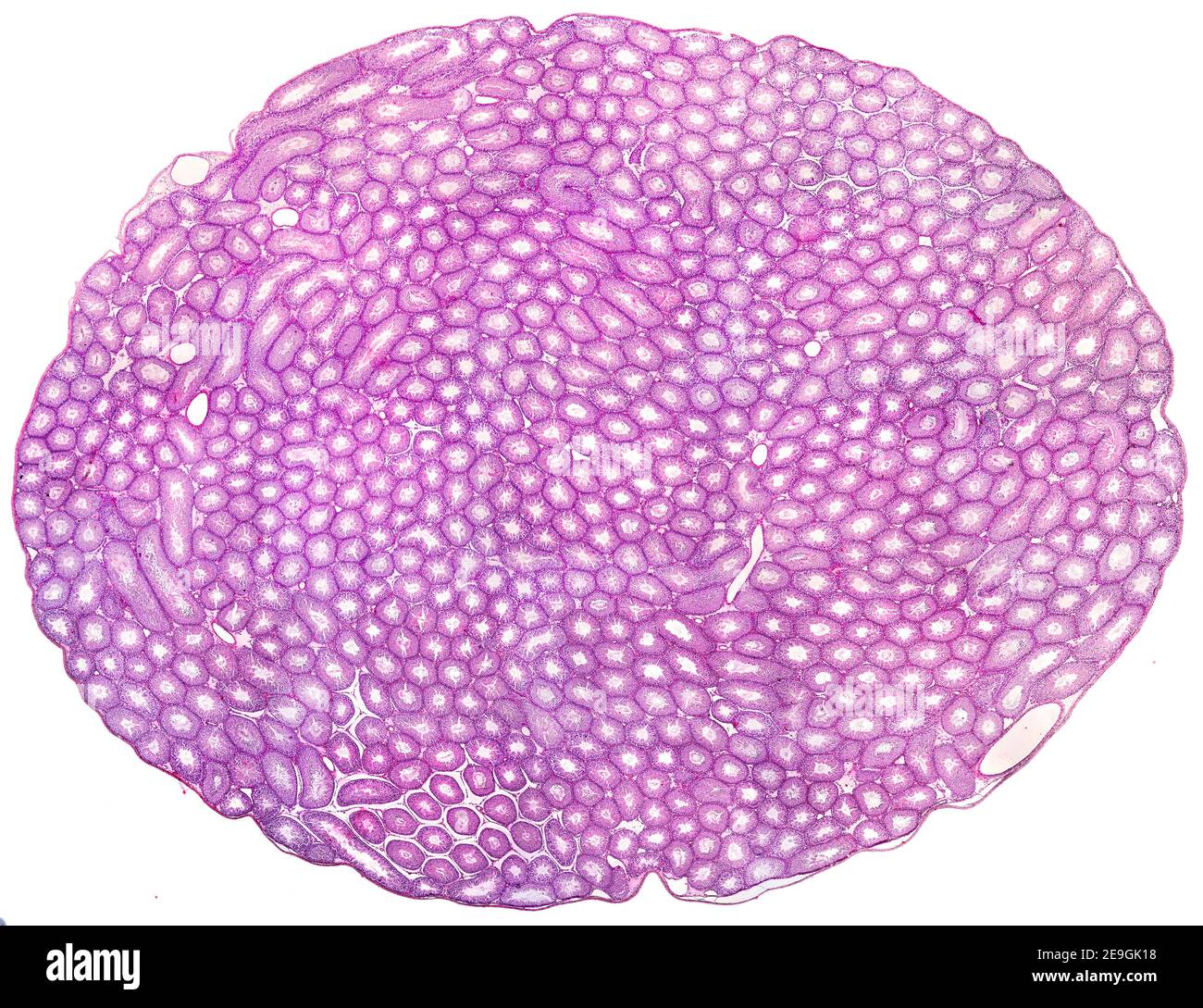 Very low magnification micrograph of a rat testicle stained with hematoxylin and eosin. The seminiferous tubules are closely packed Stock Photo