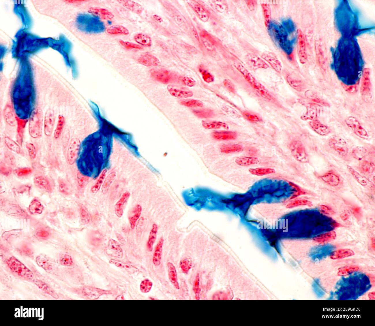High magnification showing goblet cells, with their mucous secretion stained in blue, located in the epithelial lining of the small intestine villi. M Stock Photo