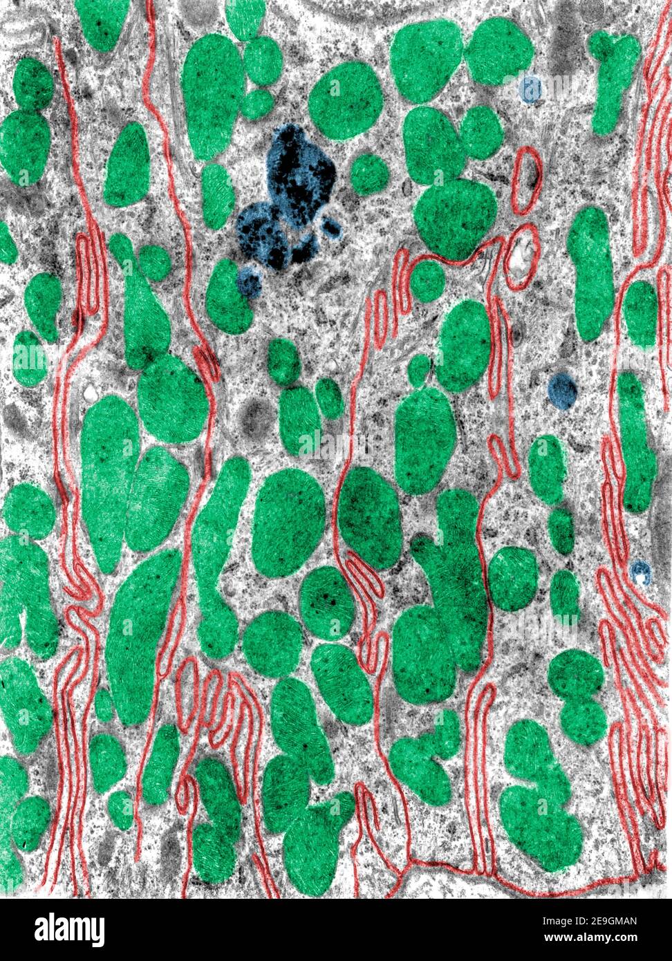 False colour transmission electron microscope (TEM) micrograph showing the basal infoldings (red) of a kidney convoluted tube cell. Mitochondria are l Stock Photo
