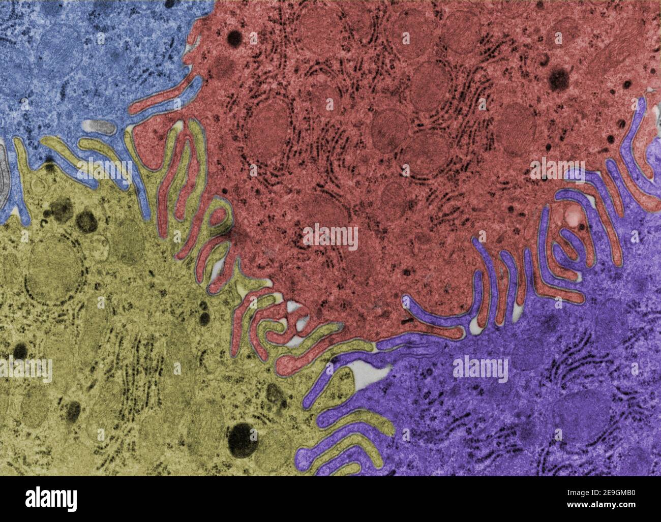 False colour transmission electron microscope (TEM) micrograph showing very complex cellular interdigitations joining the lateral surface of four epit Stock Photo