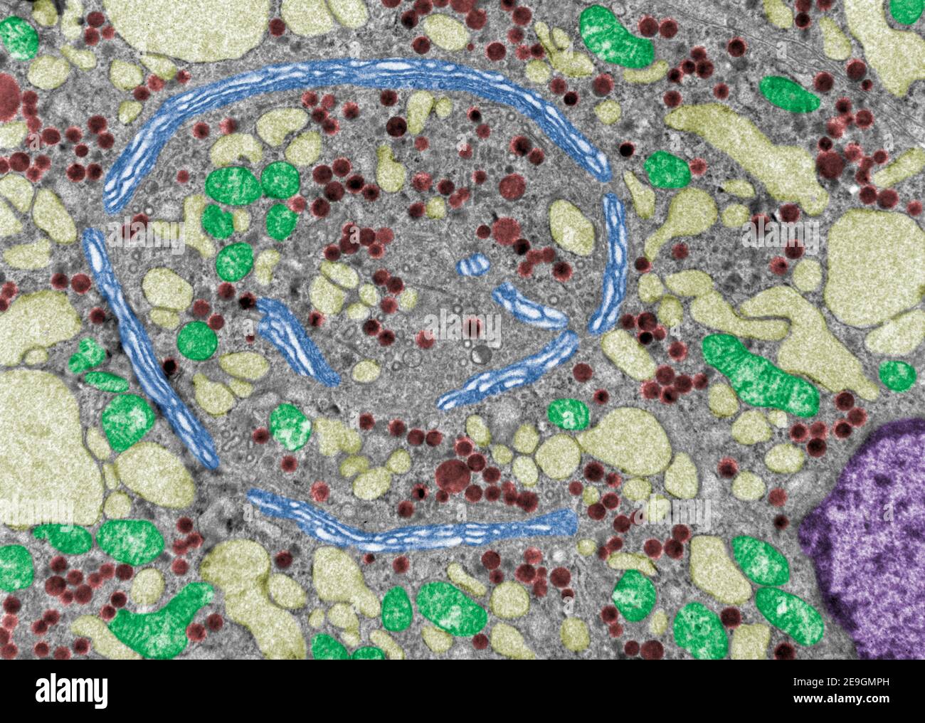 False colour electron microscope micrograph showing the Golgi apparatus (blue), mitochondria (green), very dilated RER cisterns (pale yellow) and secr Stock Photo