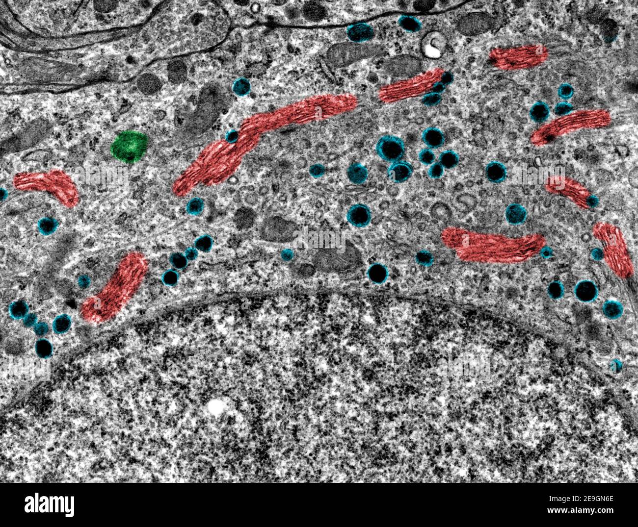 False colour transmission electron microscope (TEM) micrograph showing cisternae (red) of the Golgi complex, a centriole (green) and secretory granule Stock Photo
