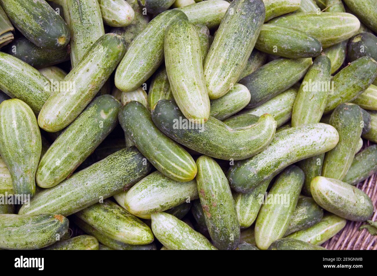 Courgette latin name hires stock photography and images Alamy