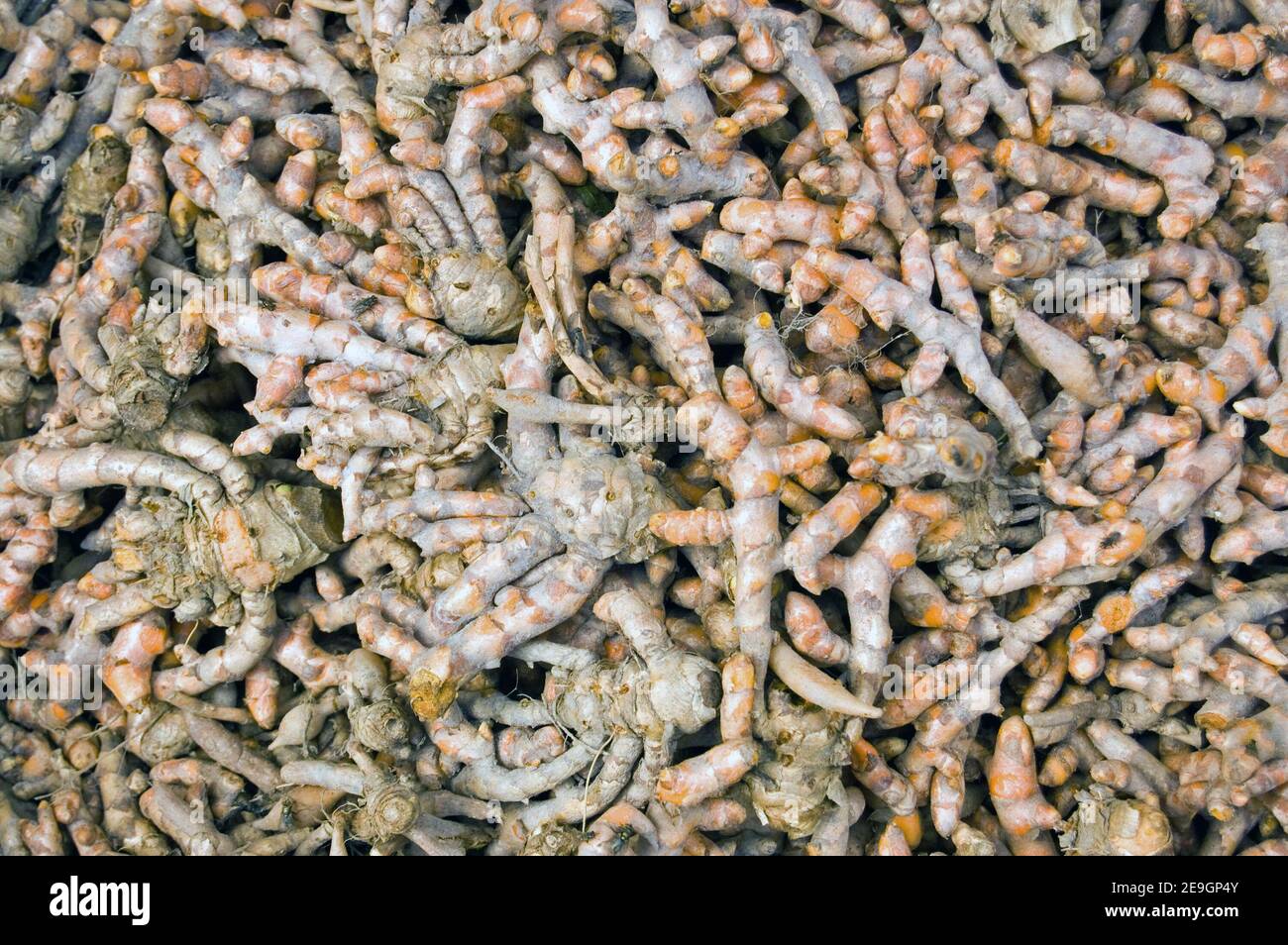 Heaps of ginger spice - latin name zingiber officinale - for sale in a Cambodian market. Stock Photo