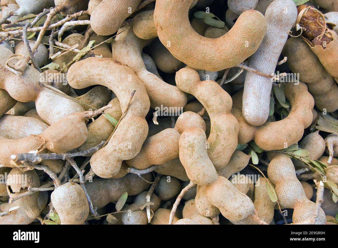 Podded fruit of the tamarind tree, latin name Tamarindus indica, for