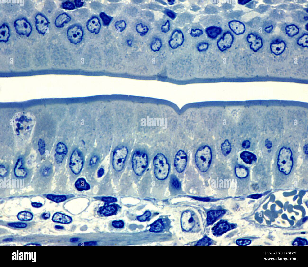 Simple columnar epithelium of the small intestine with a well-developed brush border located at its apical pole (plastic semithin section) Stock Photo
