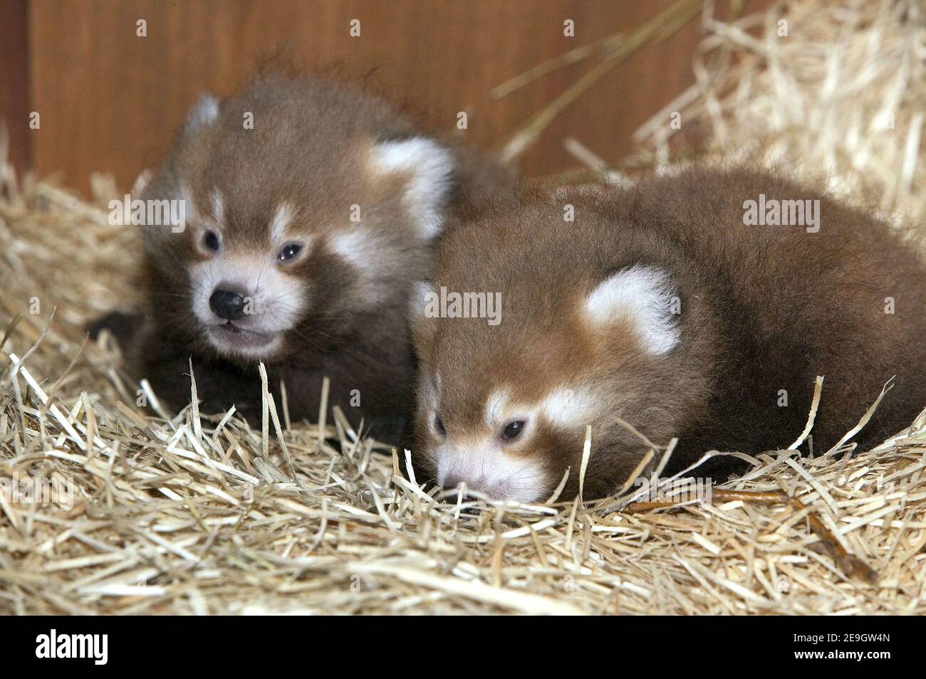 Presentation of twin auburn pandas, twenty days old, born in the Thoiry zoo, near Paris, on August 11, 2006. The principal challenge for their mother Maddoi is now to succeed in raising them together. Photo by Arthus Boutin/Groupe Thoiry/ABACAPRESS.COM Stock Photo