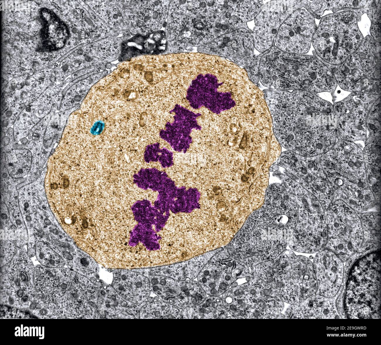 False colour transmission electron microscope (TEM) micrograph. Mitotic cell in metaphase stage showing chromosomes (purple) in the equatorial plate Stock Photo