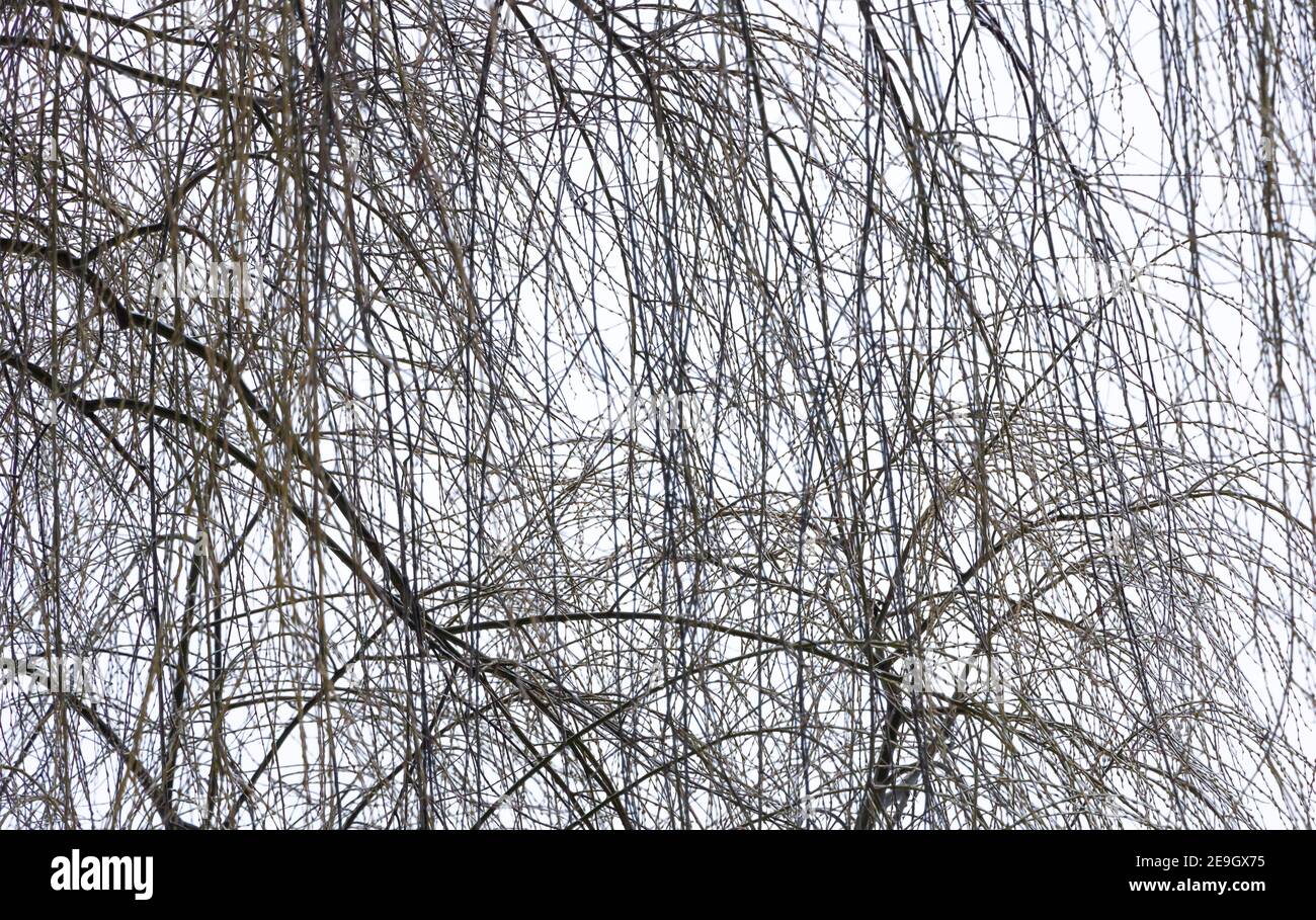 Branches willow on white hi-res stock photography and images - Alamy