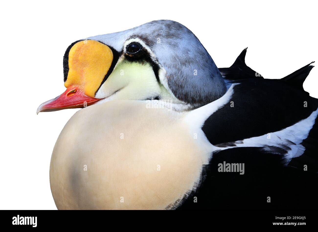 king eider - Somateria spectabilis - isolated detail of head Stock Photo