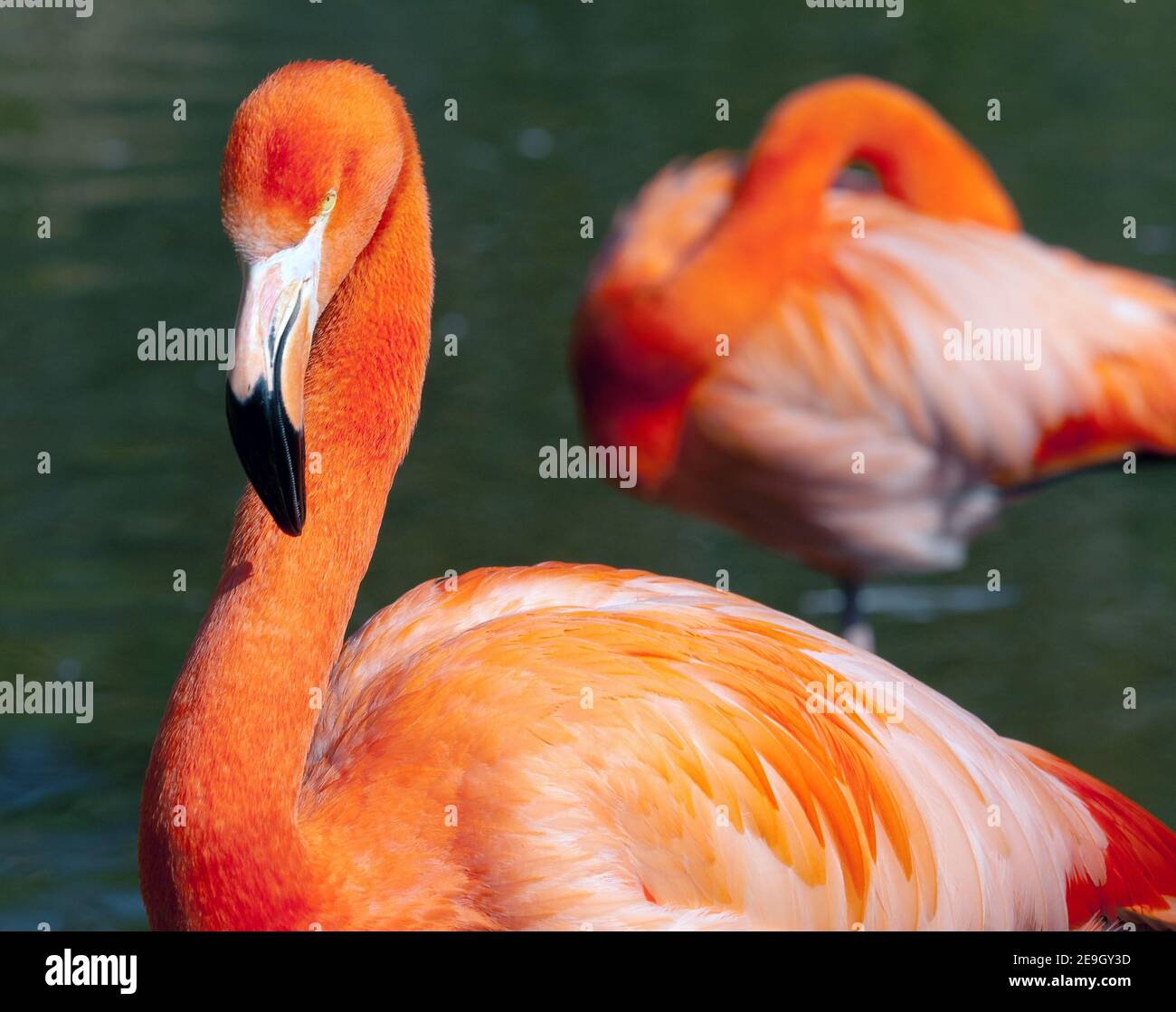 American Flamingo - Phoenicopterus ruber - beautiful red colored bird Stock Photo