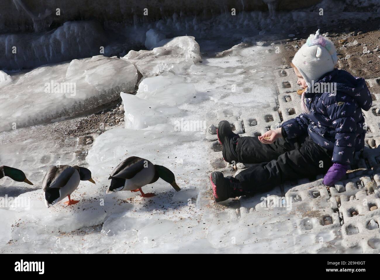 Little girl feeding ducks in winter Stock Photo