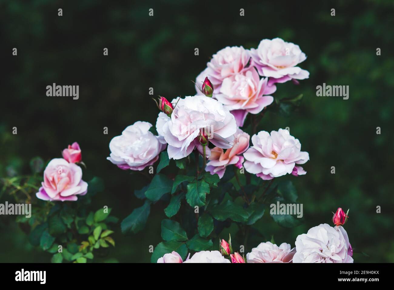 Low key roses hi-res stock photography and images - Alamy