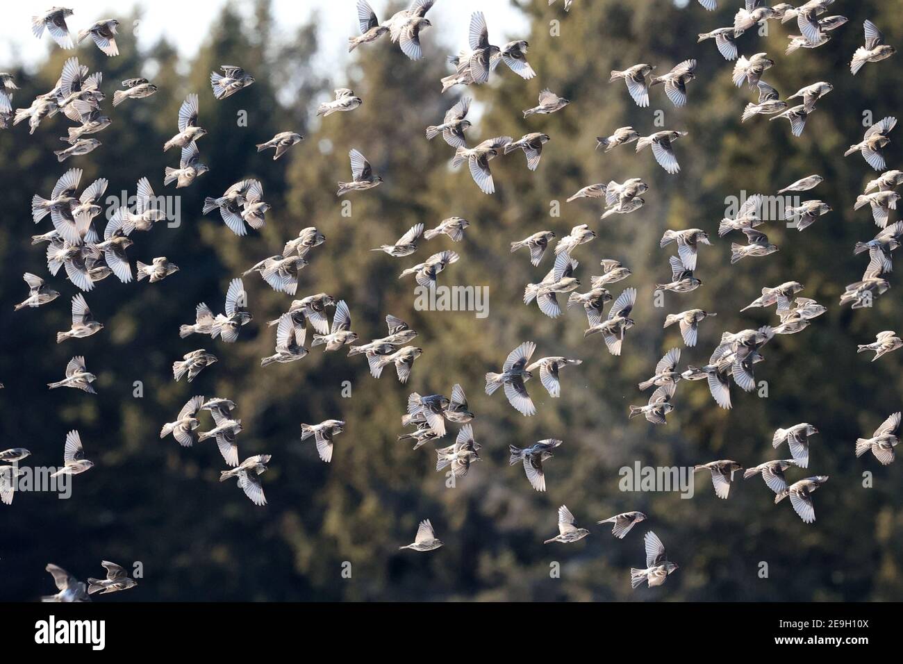Redpoll flock Stock Photo