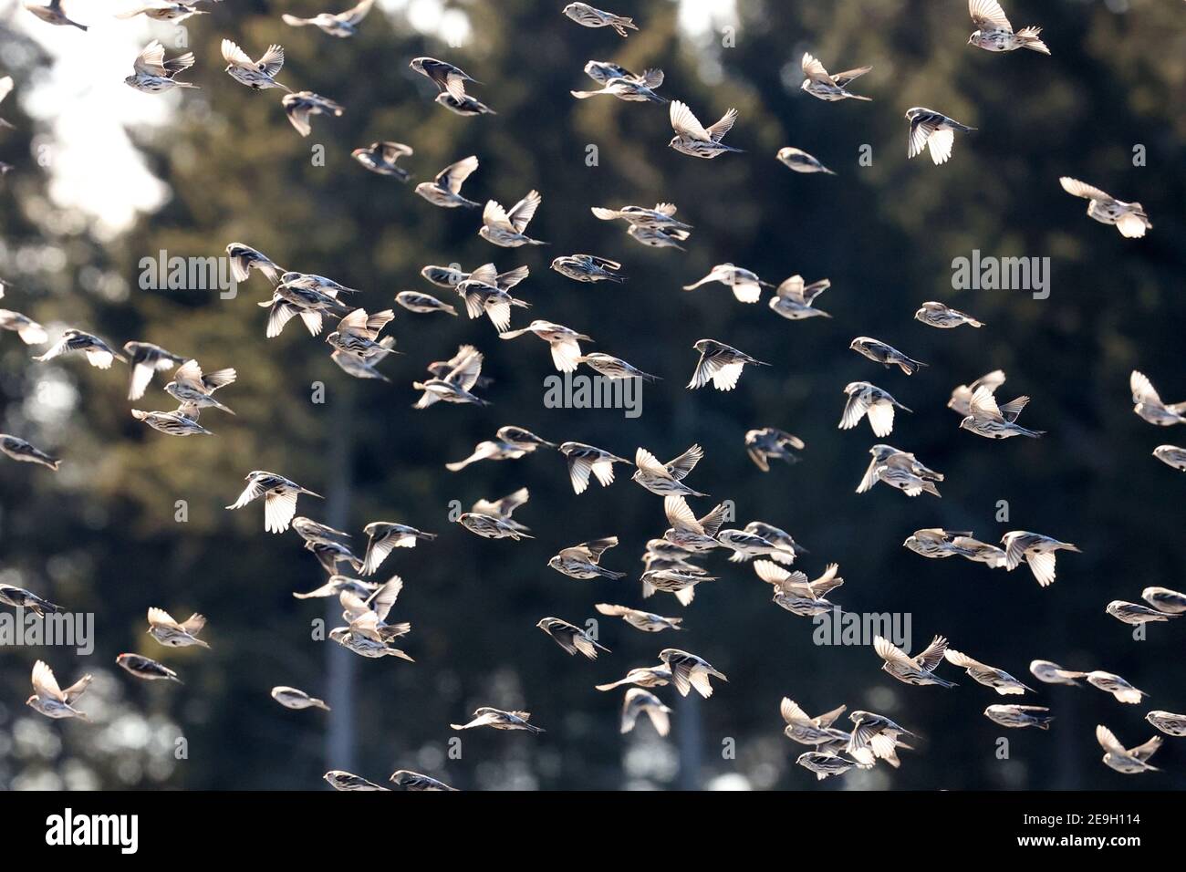 Redpoll flock Stock Photo