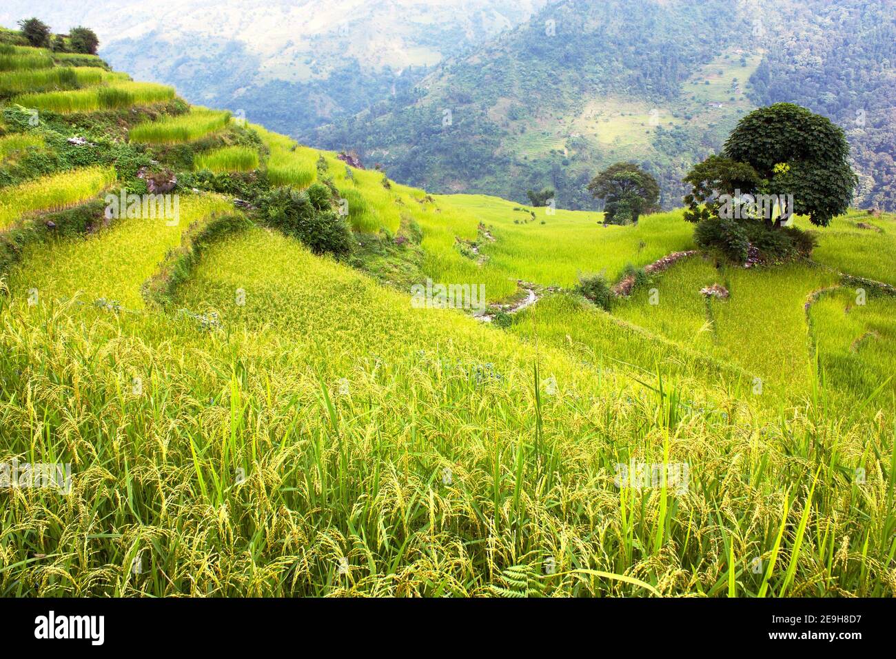 rice field and village in Annapurna nountains - Nepal Stock Photo